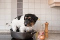 Small Cheeky cute Jack Russell terrier dog sits in a frying pan. A hot dog so to speak Royalty Free Stock Photo