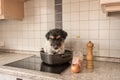 Small Cheeky cute Jack Russell terrier dog sits in a frying pan. A hot dog so to speak Royalty Free Stock Photo