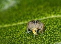 Orange jumping spider from South Africa Royalty Free Stock Photo