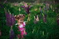 A small cheerful girl with two light tails on her head in a green field with purple flowers.