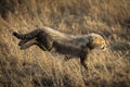 Cute baby cheetah cub with a fluffy back running into the sun setting light in Serengeti Tanzania Royalty Free Stock Photo