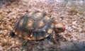 Small Cherry Head Red Foot Turtle Royalty Free Stock Photo