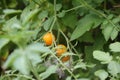 Small cherry tomato fruit on a plant in a garden in the Netherlands to be colored red. Royalty Free Stock Photo