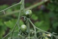 Small cherry tomato fruit on a plant in a garden in the Netherlands to be colored red. Royalty Free Stock Photo