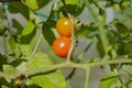 Small cherry tomatoes on a branch in the garden are red and not ripe Royalty Free Stock Photo