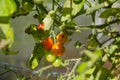 Small cherry tomatoes on a branch in the garden are red and not ripe Royalty Free Stock Photo