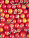 Small cherry tomatoes closeup Royalty Free Stock Photo