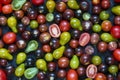 small cherry tomatoes, different colors: red, yellow, green, black