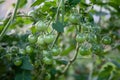 Small cherry tomatoes growing Royalty Free Stock Photo