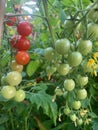 Small cherry tomatoes growing on a vine Royalty Free Stock Photo