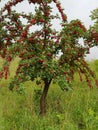 Small cherry tree with red ripe cherries Royalty Free Stock Photo