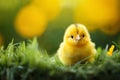 Small chick in a basket against the background of spring nature on Easter, in a bright sunny day at a ranch in a village