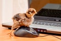 A small chick clicks on a computer mouse button_ Royalty Free Stock Photo
