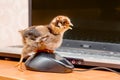 A small chick clicks on a computer mouse button. Work in the off Royalty Free Stock Photo