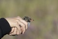 A small chick in hands of a ornithologist Royalty Free Stock Photo