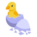 Small chick icon isometric vector. Chicken egg