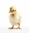 small Chick pure on white background generative AI