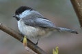 Small Chickadee bird perched on a thin and curved twig
