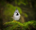 Small chickadee bird