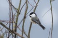 Small chickadee perched on a twig