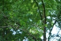 A small chickadee resting o a tree branch.