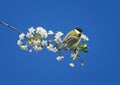 Natural with a small chickadee sitting on a cherry branch with white flowers in a may Sunny garden against a blue sky background Royalty Free Stock Photo