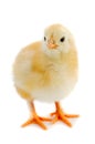 Small chicken Royalty Free Stock Photo