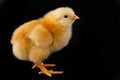 Small chicken