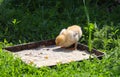 A small chicken eats feed in the village yard, breeding chickens in households.