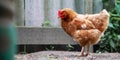 Small chicken with feathers of brown colour stands on yard Royalty Free Stock Photo