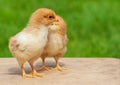 Small chicken friendship. Twin little chicken on green natural background