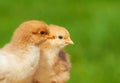 Small chicken friendship. Twin little chicken on green natural background