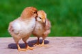 Small chicken friendship. Twin little chicken on green natural background