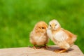 Small chicken friendship. Twin little chicken on green natural background