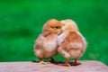 Small chicken friendship. Twin little chicken on green natural background