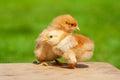 Small chicken friendship. Twin little chicken on green natural background