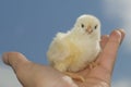 Small chicken on hand Royalty Free Stock Photo