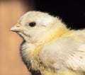 Small chicken Royalty Free Stock Photo