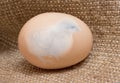Small chicken in the middle of the egg, which lies on the sackcloth_ Royalty Free Stock Photo