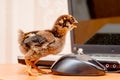 A small chicken near a computer mouse looks at a laptop_ Royalty Free Stock Photo