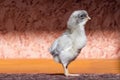 Small chicken in room Royalty Free Stock Photo