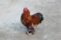 miniature roomster in the farm, walking around proudly Royalty Free Stock Photo