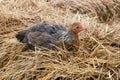 Small chicken straw eggs broody