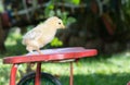 Small chicken on toy bicycle seat