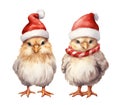 Small chickens birds in red Santa hat isolated on white background. Christmas farm chicken watercolor illustration Royalty Free Stock Photo