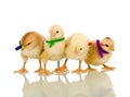 Small chickens with colorful scarves Royalty Free Stock Photo