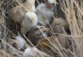 Small chicks, barely out of the eggs