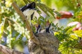 Magpie Lark Chicks waiting for food in Queensland Australia