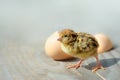 Small chicks and egg shells.
