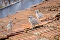 Small chicks of an urban gull on a tiled roof 1